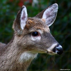 button buck IMG_4770©Maria de Bruynsigned