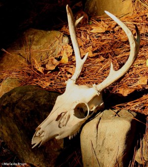 deer skull IMG_1388©Maria de Bruynsignedres