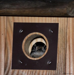 downy woodpecker IMG_0299 MdB