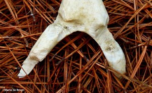 gnawed antler IMG_1402©Maria de Bruynsignedres