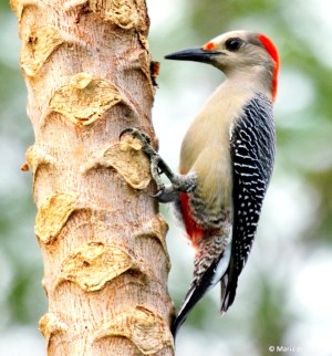 Golden-fronted woodpecker IMG_0357 MdB