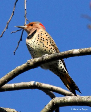 Northern flicker (Colaptes auratus) on my persimmon tree