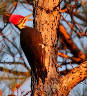 Pileated woodpecker (Dryocopus pileatus) seen in the woods