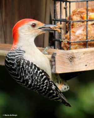 red-bellied IMG_8847