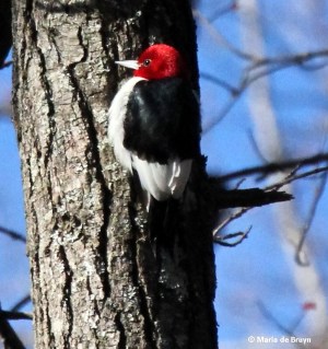 Red-headed woodpecker IMG_9884© Maria de Bruyn