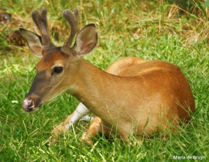 Schatje's son Topa IMG_7560©Maria de Bruyn signedres