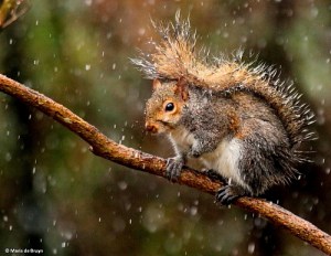 Eastern gray squirrel IMG_2144©Maria de Bruynres2