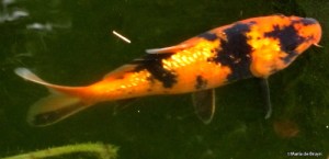 Fishy IMG_8951© Maria de Bruynres