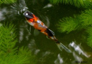 Goldfish IMG_8917© Maria de Bruynres