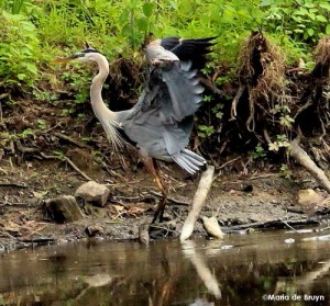 Great blue heron IMG_7465© Maria de Bruynres