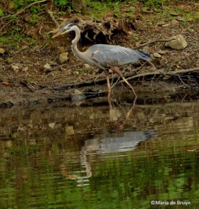 Great blue heron IMG_7482© Maria de Bruynres