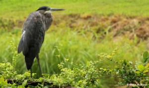 Great blue heron IMG_7612©Maria de Bruynres