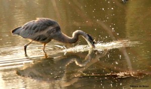 Great blue heron IMG_9158©Maria de Bruynres