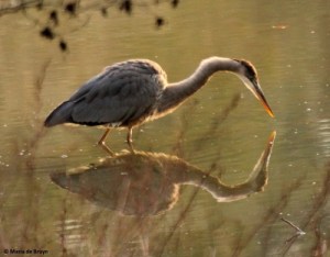 Great blue heron IMG_9216© Maria de Bruyn