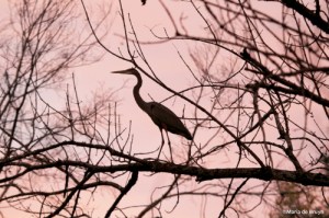 IMG_0108©Maria de Bruynres