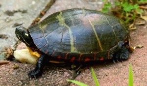 painted turtle IMG_8914