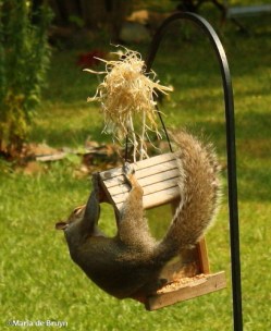 squirrel IMG_0120© Maria de Bruynres