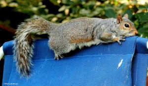 Squirrel IMG_0820©Maria de Bruynres2