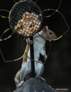 squirrel IMG_2084©Maria de Bruynres2