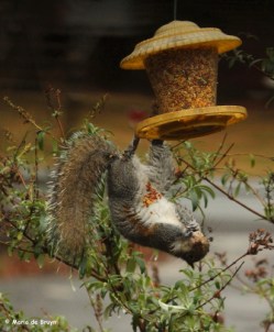 squirrel IMG_3618 ©Maria de Bruynres2