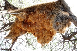 Sociable weaver bird nest IMG_6610 ©Maria de Bruynres