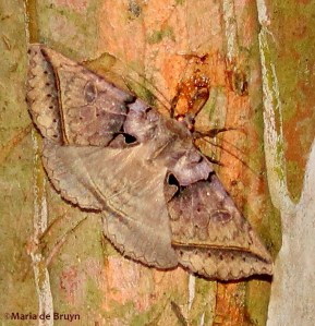 Black bit moth IMG_4867©Maria de Bruyn2