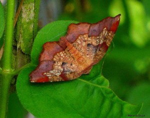 Friendly probole moth IMG_9681©Maria de Bruynres