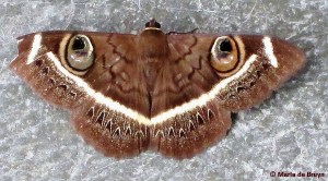 moth, Cream-striped owl IMG_6548© Maria de Bruyn