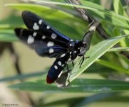 Polka-dot wasp moth IMG_0107V