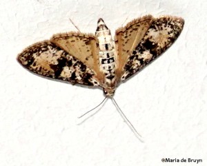 Splendid palpita moth IMG_4696©Maria de Bruyn