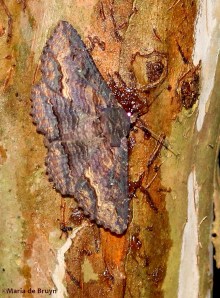 Zale moth IMG_4866©Maria de Bruyn