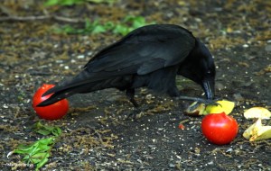 american crow IMG_3421©Maria de Bruyn res