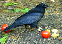 american crow IMG_3425©Maria de Bruynres