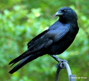 american crow IMG_3456©Maria de Bruyn res