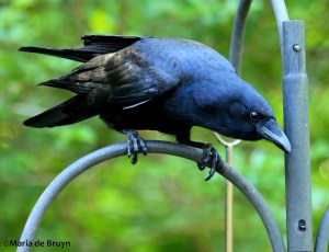 american crow IMG_3466©Maria de Bruynres