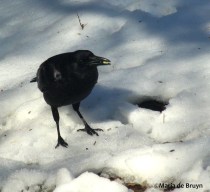 American crow IMG_3544©Maria de Bruynres