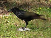 American crow IMG_9437© Maria de Bruyn res