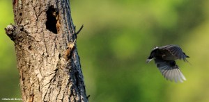brown-headed nuthatch IMG_3690©Maria de Bruynres