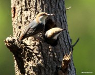 brown-headed nuthatch IMG_4136©Maria de Bruyn res