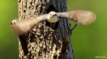 brown-headed nuthatch IMG_4149©Maria de Bruyn res