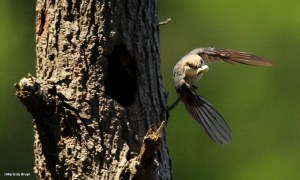brown-headed nuthatch IMG_4197©Maria de Bruyn res