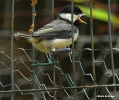 carolina chickadee IMG_6939©Maria de Bruyn
