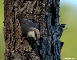 IMG_3634©Maria de Bruyn