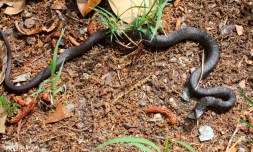 black racer IMG_4905©Maria de Bruynres