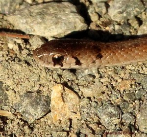 Brown snake IMG_1633©Maria de Bruynres