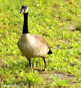 Canada goose IMG_0563©Maria de Bruyn res