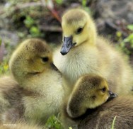 Canada goose IMG_0988©Maria de Bruyn res