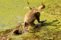 Canada goose IMG_4487©Maria de Bruyn res