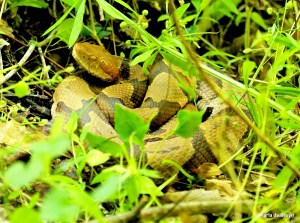 copperhead IMG_9661©Maria de Bruyn res