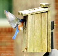 Eastern bluebird Eastern bluebird IMG_9753©Maria de Bruyn res